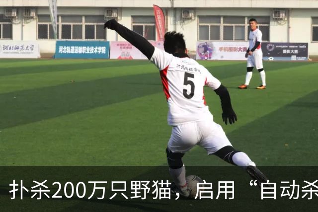 扑杀200万只野猫，启用“自动杀猫机”，对家猫“宵禁”……澳大利亚为什么不肯放过野生“哈基米”？